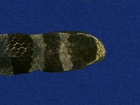 黃唇青斑海蛇藏品圖，第3張